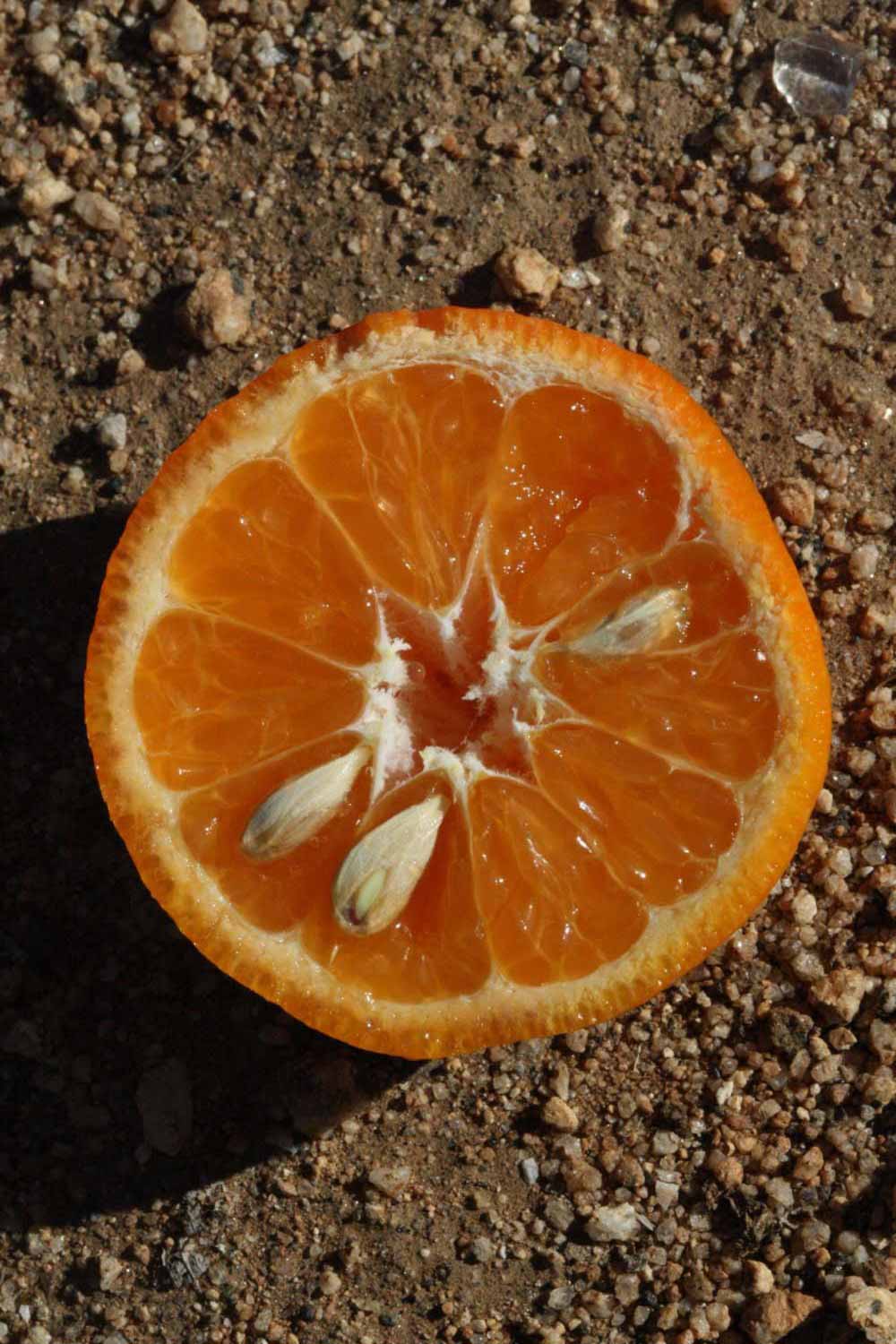              Fruit cross-section (SRA 63, Riverside, CA)       